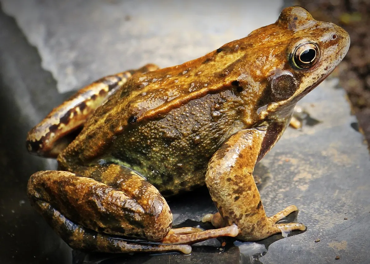 How to Build a Wildlife Pond for Birds: A Step-by-Step Guide