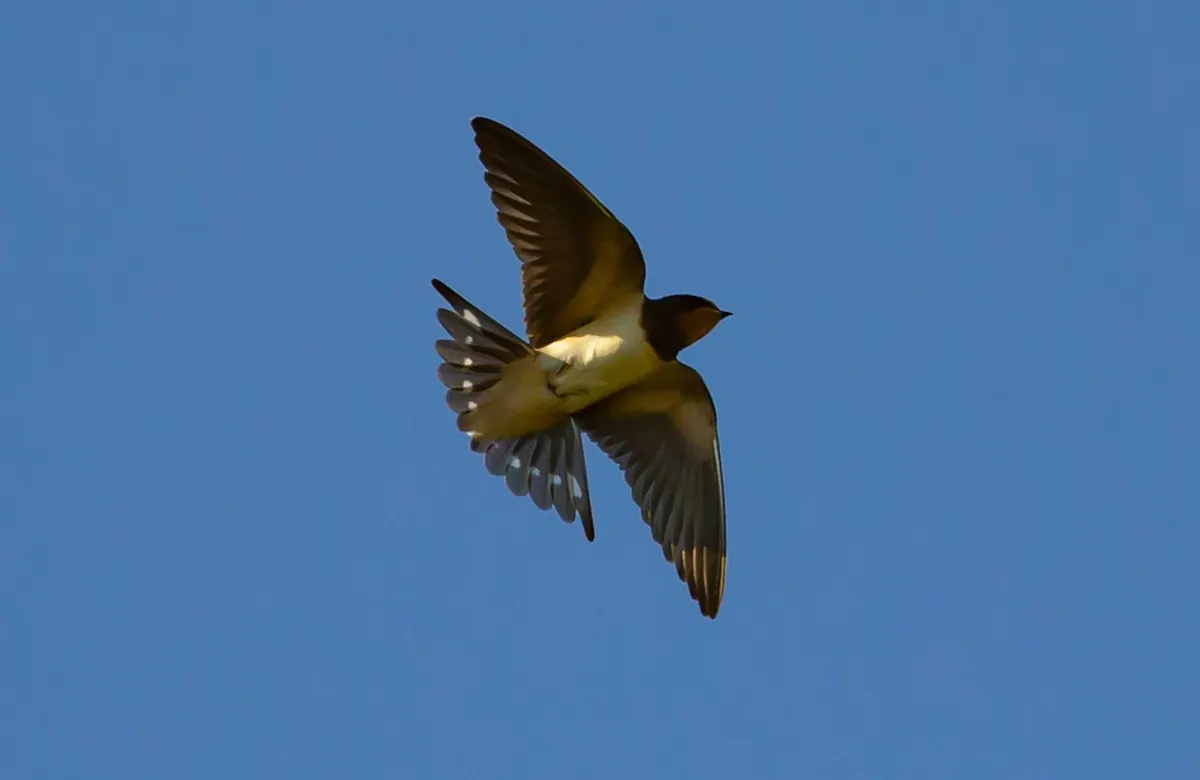 How to Tell Swifts, Swallows and House Martins Apart
