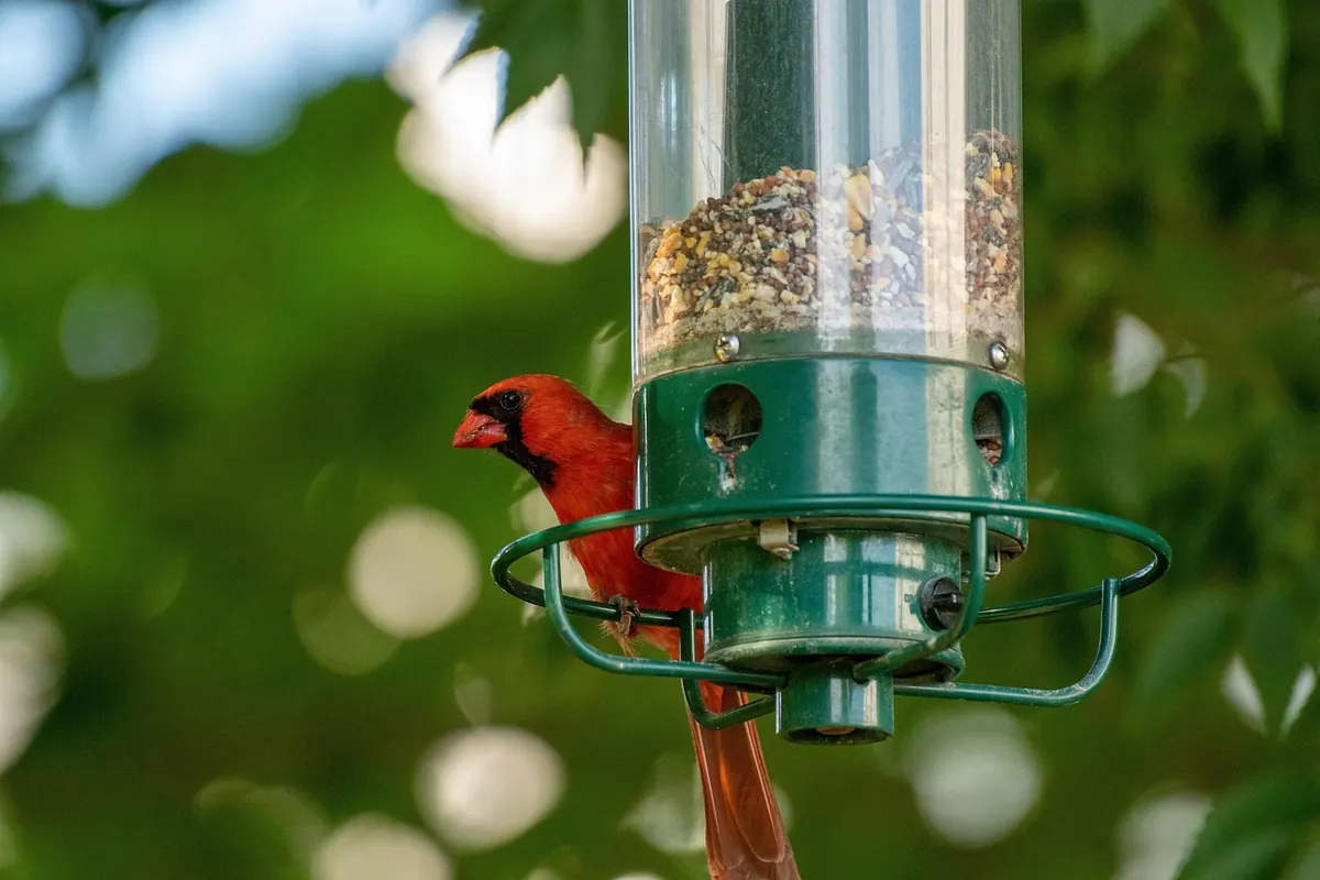 How to Turn a Small UK Garden into a Bird-Friendly Habitat: A Seasonal Checklist